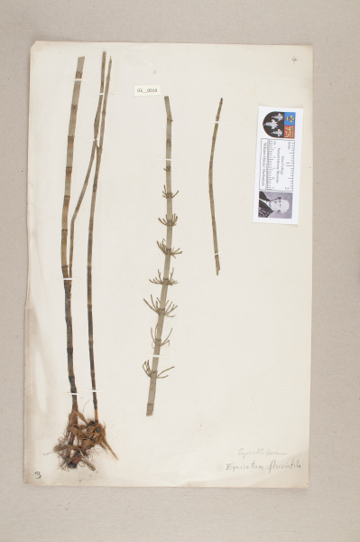 NHM_HH_3.19-2010 image NHM_HH_3.19-2010