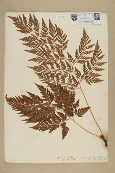 NHM_HH_42.152-2010 image NHM_HH_42.152-2010