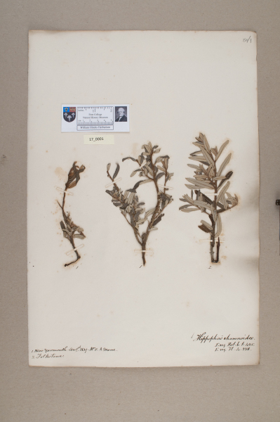 NHM_HH_17.1-2010 image NHM_HH_17.1-2010