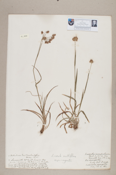 NHM_HH_31.36-2010 image NHM_HH_31.36-2010