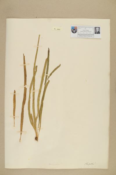 NHM_HH_42.95-2010 image NHM_HH_42.95-2010