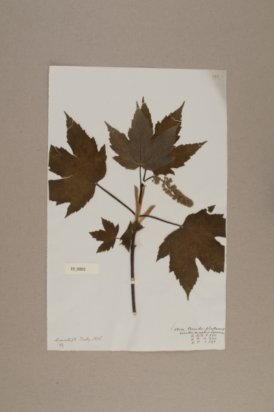 NHM_HH_19.2-2010 image NHM_HH_19.2-2010