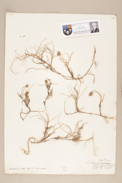 NHM_HH_33.50-2010 image NHM_HH_33.50-2010