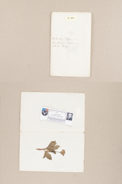 NHM_HH_45.25-2010 image NHM_HH_45.25-2010