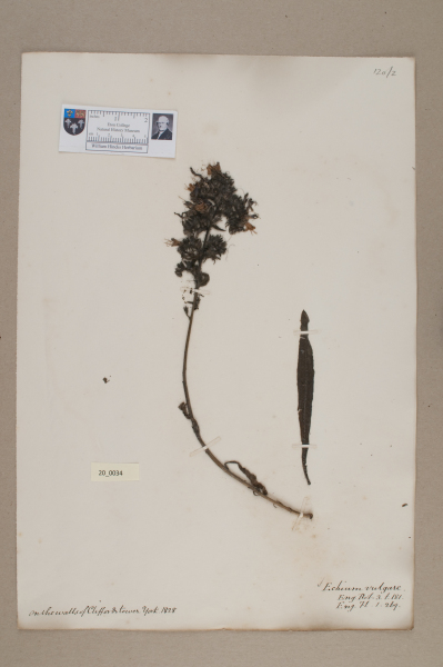 NHM_HH_20.34-2010 image NHM_HH_20.34-2010