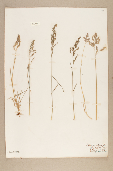 NHM_HH_34.57-2010 image NHM_HH_34.57-2010