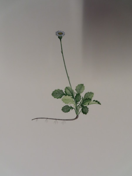 FDA-E.2916_23_17-2016-A image FDA-E.2916_23_17-2016-A