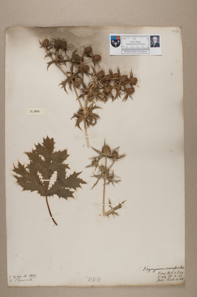 NHM_HH_21.9-2010 image NHM_HH_21.9-2010