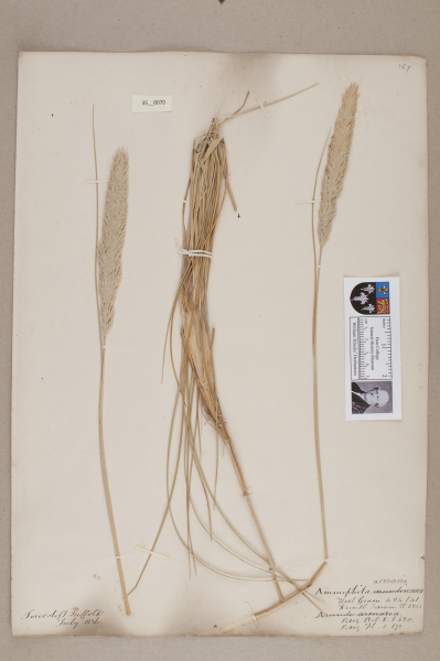 NHM_HH_35.70-2010 image NHM_HH_35.70-2010