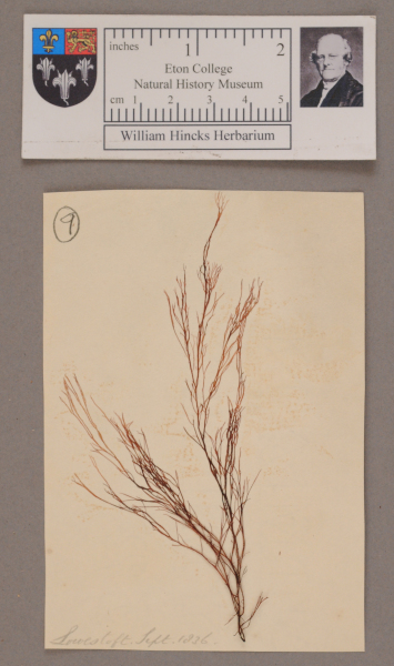 NHM_HH_1.9-2010 image NHM_HH_1.9-2010