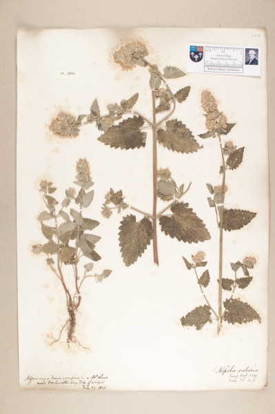 NHM_HH_23.55-2010 image NHM_HH_23.55-2010