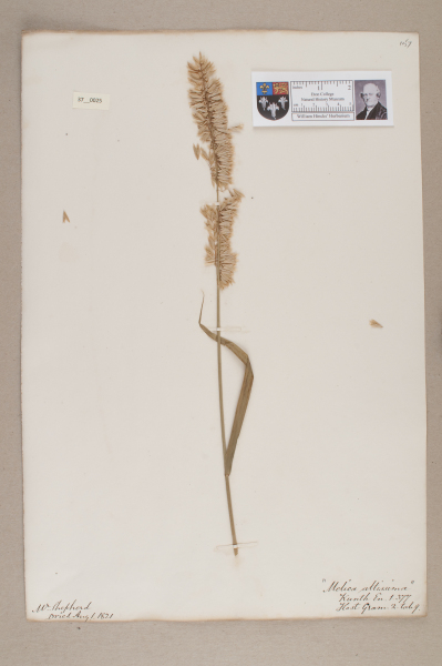 NHM_HH_37.25-2010 image NHM_HH_37.25-2010