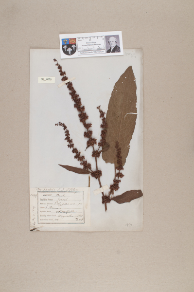 NHM_HH_8.75-2010 image NHM_HH_8.75-2010