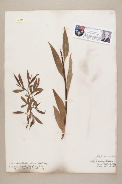 NHM_HH_10.85-2010 image NHM_HH_10.85-2010