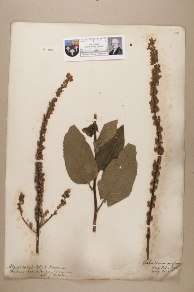 NHM_HH_25.29-2010 image NHM_HH_25.29-2010