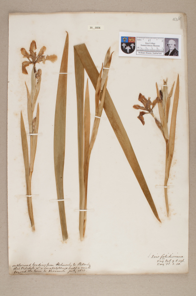 NHM_HH_39.6-2010 image NHM_HH_39.6-2010