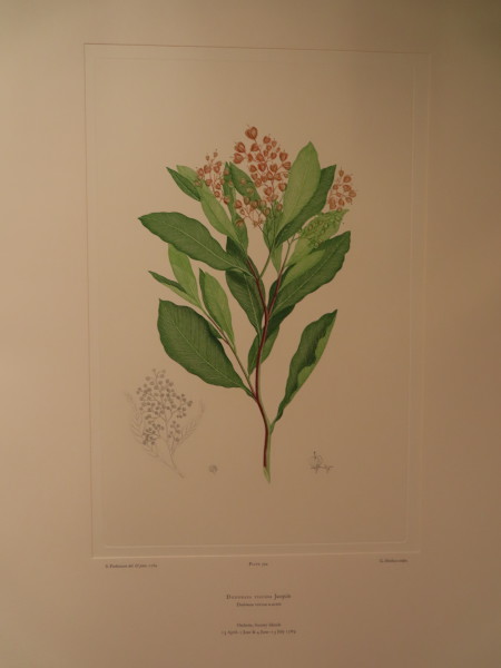 image FDA-E.2916_28_13-2016-A