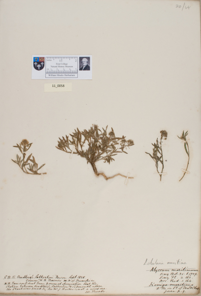 NHM_HH_11.58-2010 image NHM_HH_11.58-2010