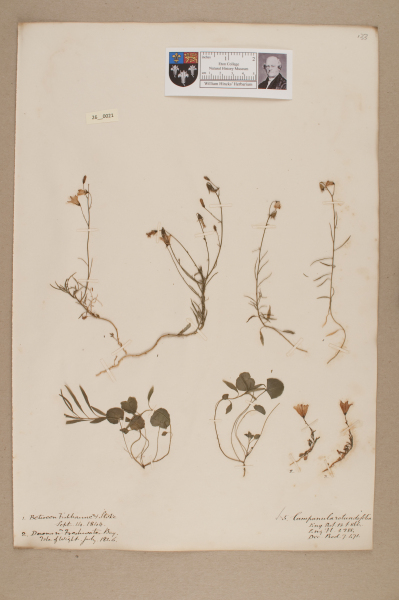 NHM_HH_26.21-2010 image NHM_HH_26.21-2010