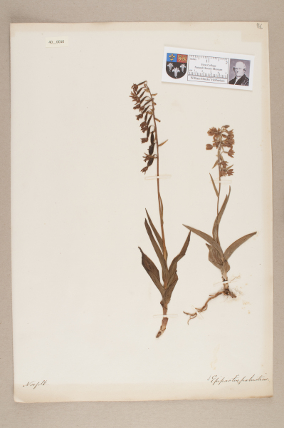 NHM_HH_40.10-2010 image NHM_HH_40.10-2010