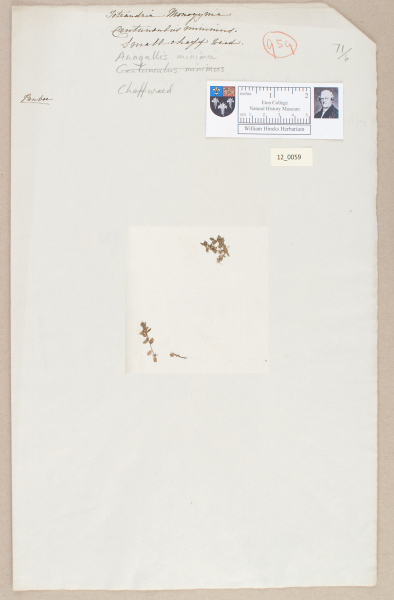 NHM_HH_12.59-2010 image NHM_HH_12.59-2010