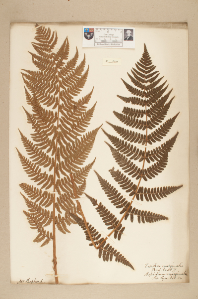 NHM_HH_41.137-2010 image NHM_HH_41.137-2010