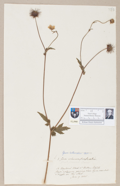 NHM_HH_13.68-2010 image NHM_HH_13.68-2010