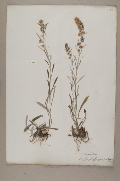 image NHM_HH_28.85-2010