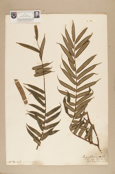 NHM_HH_41.71-2010 image NHM_HH_41.71-2010