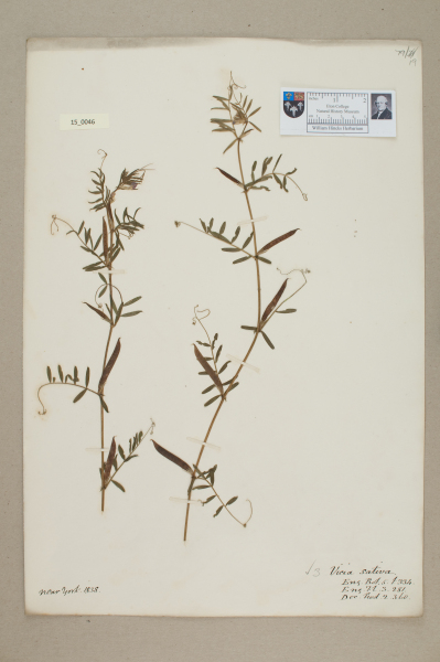 NHM_HH_15.46-2010 image NHM_HH_15.46-2010