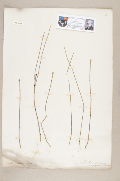 NHM_HH_3.28-2010 image NHM_HH_3.28-2010