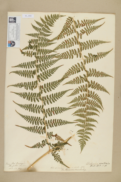 image NHM_HH_42.161-2010