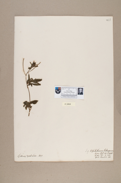 NHM_HH_17.19-2010 image NHM_HH_17.19-2010