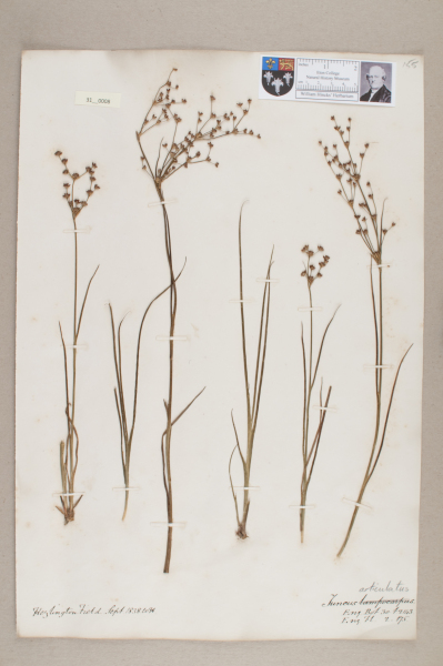 NHM_HH_31.8-2010 image NHM_HH_31.8-2010