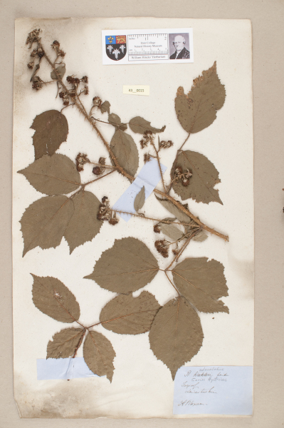 NHM_HH_43.15-2010 image NHM_HH_43.15-2010