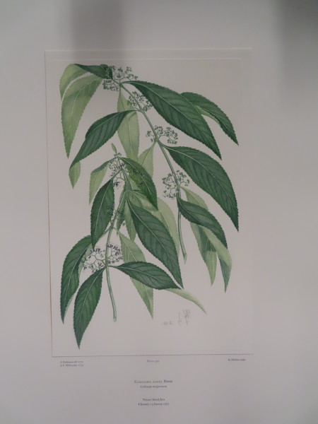 image FDA-E.2916_18_7-2016