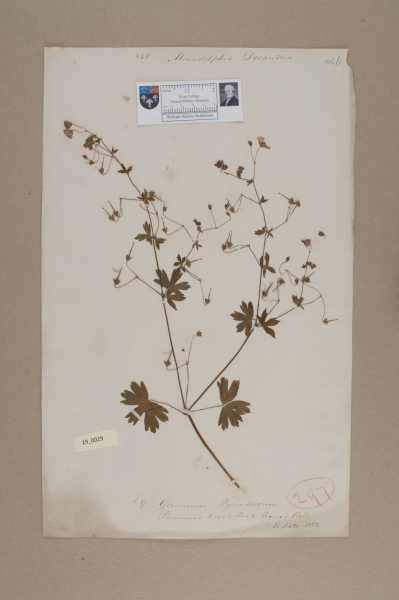 NHM_HH_19.29-2010 image NHM_HH_19.29-2010