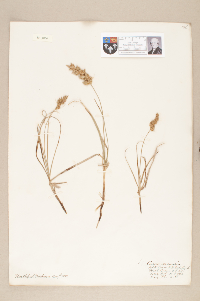 NHM_HH_33.6-2010 image NHM_HH_33.6-2010