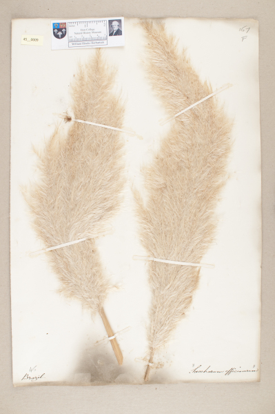 NHM_HH_45.9-2010 image NHM_HH_45.9-2010