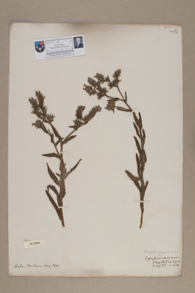 NHM_HH_20.43-2010 image NHM_HH_20.43-2010