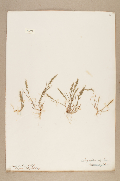 NHM_HH_34.66-2010 image NHM_HH_34.66-2010