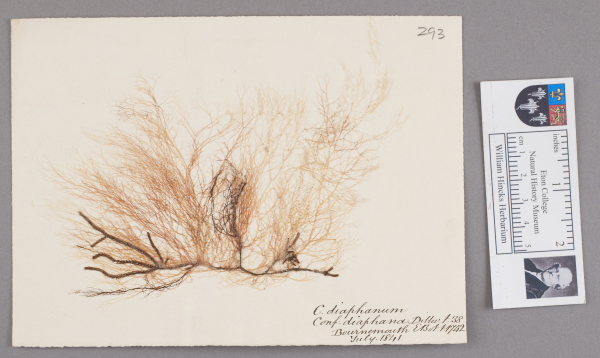 image NHM_HH_1.293-2010