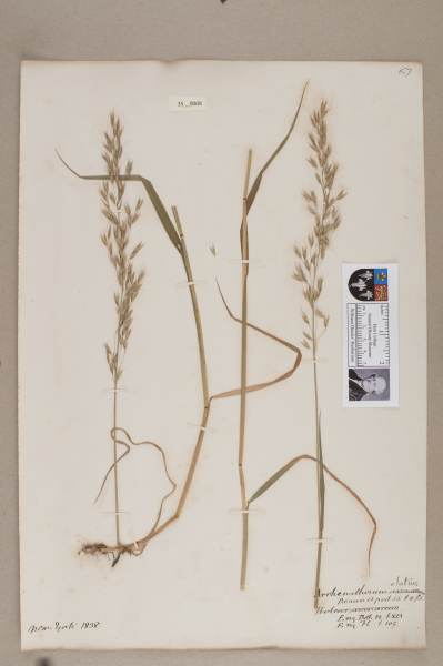 NHM_HH_35.8-2010 image NHM_HH_35.8-2010