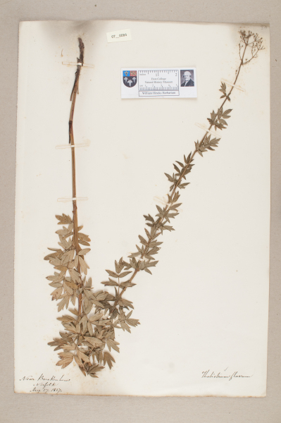 NHM_HH_7.84-2010 image NHM_HH_7.84-2010