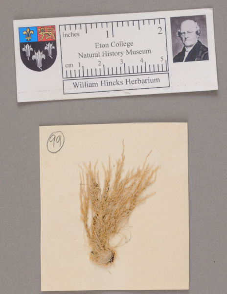 NHM_HH_1.99-2010 image NHM_HH_1.99-2010