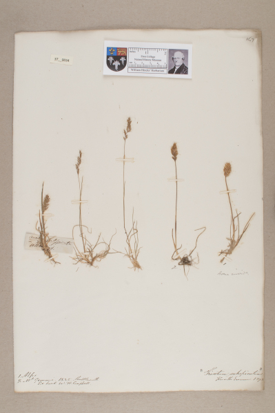 NHM_HH_37.34-2010 image NHM_HH_37.34-2010