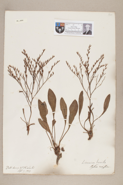 NHM_HH_8.84-2010 image NHM_HH_8.84-2010