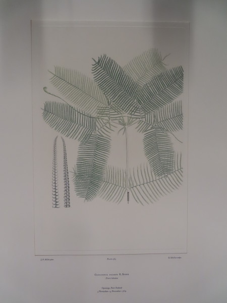 FDA-E.2916_27_5-2016 image FDA-E.2916_27_5-2016