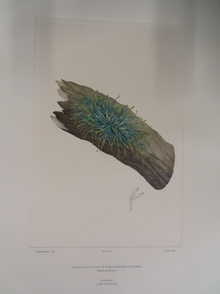 FDA-E.2916_31_21-2016-A image FDA-E.2916_31_21-2016-A