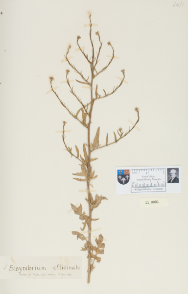 NHM_HH_11.1-2010 image NHM_HH_11.1-2010